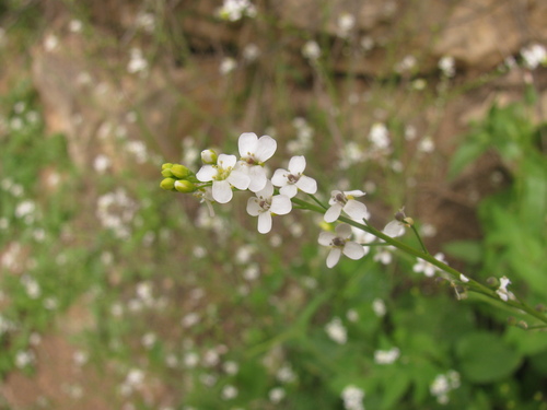 Image of Crambe hispanica by (c) Nachman bones, some rights reserved (CC BY)
