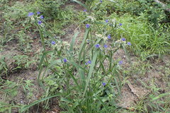 Tradescantia reverchonii
