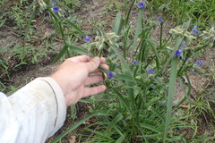 Tradescantia reverchonii