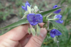 Tradescantia reverchonii