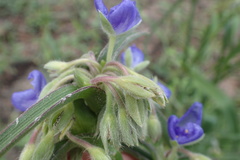 Tradescantia reverchonii