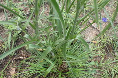 Tradescantia reverchonii