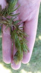Ceratophyllum