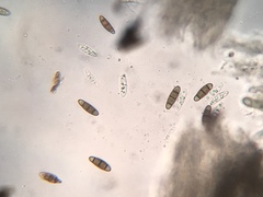 Hysterium angustatum