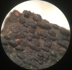 Hysterium angustatum