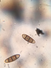 Hysterium angustatum