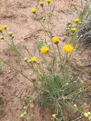 Hymenopappus filifolius