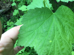 Ribes americanum