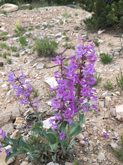 Penstemon carnosus