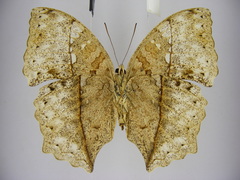 Harma theobene superna