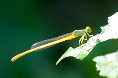 Ceriagrion coromandelianum