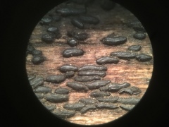 Hysterium angustatum