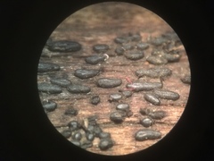 Hysterium angustatum