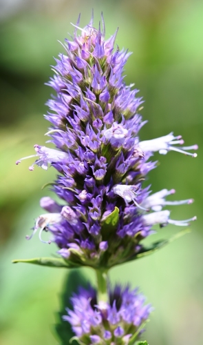 Western Giant Hyssop (Agastache occidentalis)