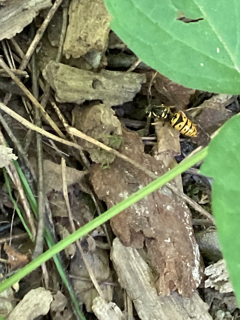 Vespoid Wasps From Cranberry Ln Bishop PA US On June 12 2024 At 04   Large 