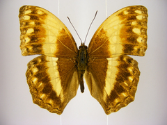 Harma theobene superna