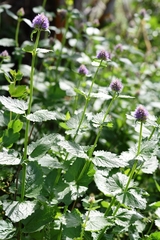 Agastache occidentalis
