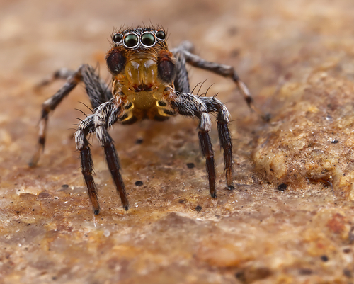Flea jumping spider photo 3