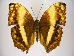 Harma theobene superna