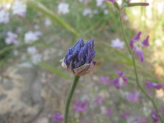 Échalote (Allium ascalonicum)