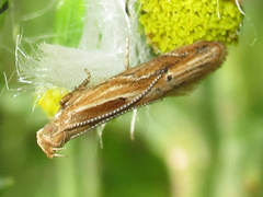 Eutorna symmorpha