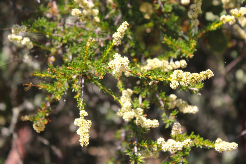 chamise from Big Trees Trail, 3221 Vineyard Rd, Novato, CA 94947, USA ...