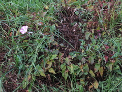 Calystegia sepium roseata