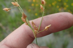 Fimbristylis puberula