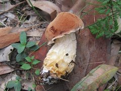 Austroboletus