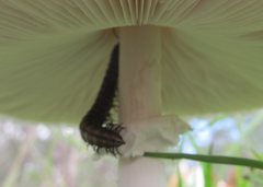 Macrolepiota dolichaula