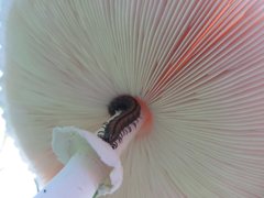 Macrolepiota dolichaula