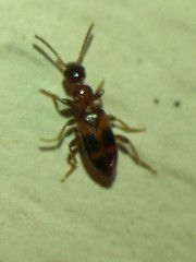 Vacusus vicinus