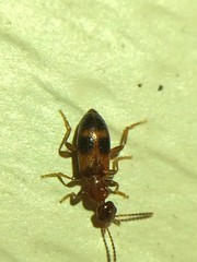 Vacusus vicinus