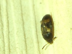 Litargus