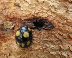 Paropsisterna sexpustulata