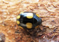 Paropsisterna sexpustulata