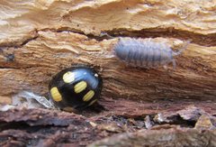 Paropsisterna sexpustulata