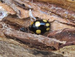 Paropsisterna sexpustulata