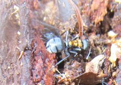 Polyrhachis ornata