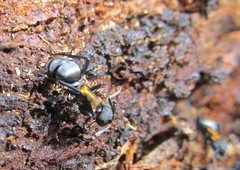 Polyrhachis ornata