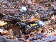 Polyrhachis ornata