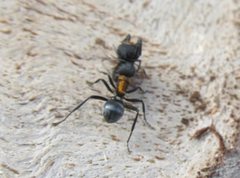 Polyrhachis ornata