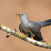 Common Cuckoo - Photo (c) Erik Eckstein, some rights reserved (CC BY-NC), uploaded by Erik Eckstein