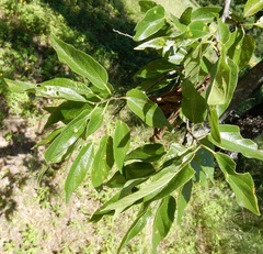 Celtis laevigata laevigata