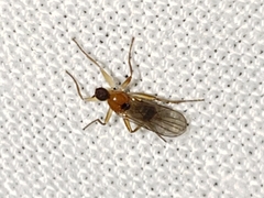Elaphropeza vittata