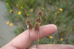 Juncus brachycarpus
