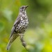 Mistle Thrush - Photo (c) Manuel Raab, some rights reserved (CC BY-NC), uploaded by Manuel Raab