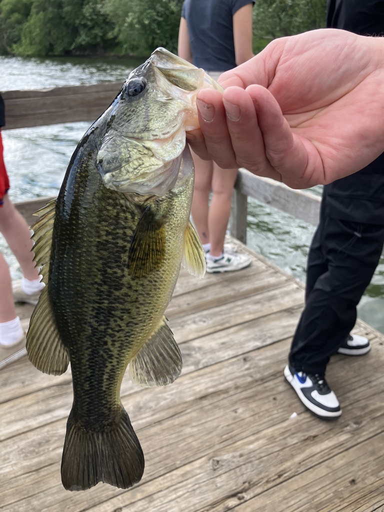 Largemouth Bass From Lake Nokomis, Minneapolis, Mn, Us On June 12, 2024 