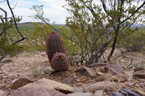 Texas rainbow cactus
