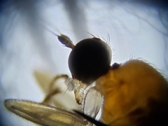 Elaphropeza vittata